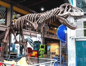 T-rex-Maloka-1