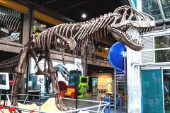 T-rex-Maloka-1