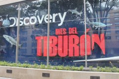 Tiburon-Discovery-2